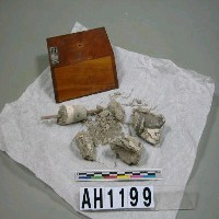 藏品(銀髻鬃)的圖片